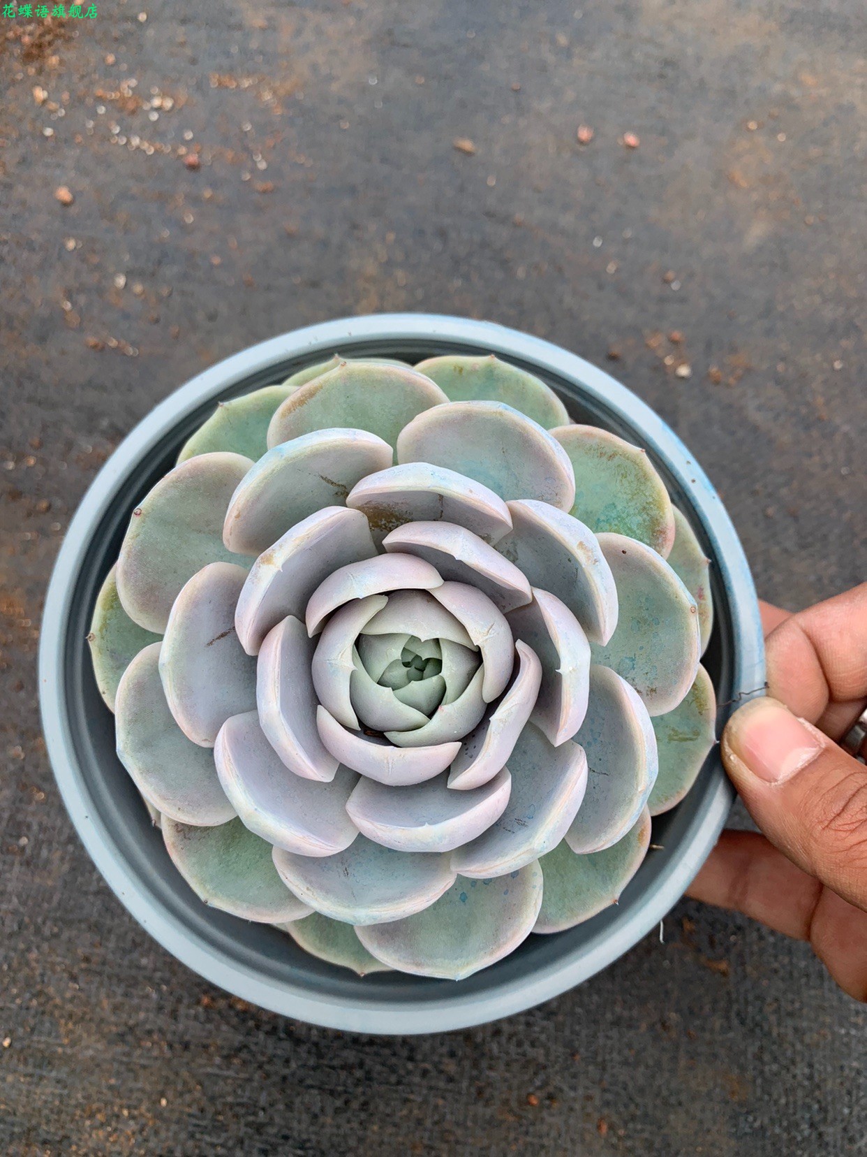 蓝色惊喜群生多肉老桩植物阳台办公室小萌物肉肉植物高品质颜色正 - 图2