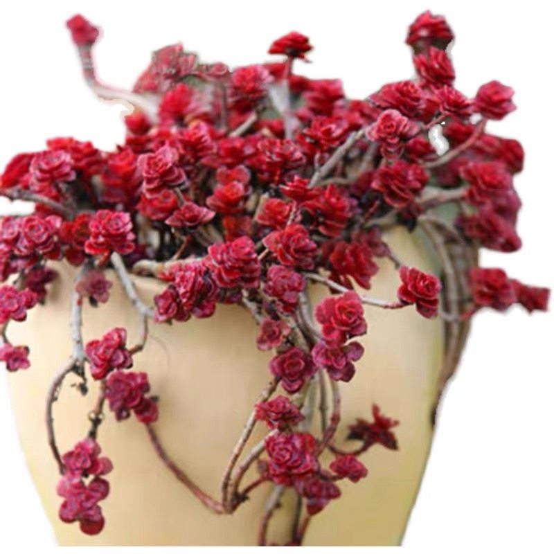 小球玫瑰老桩群生多肉植物室内萌肉肉四季绿植盆栽云南多肉,淘宝优惠券,粉丝福利购,淘宝优惠卷