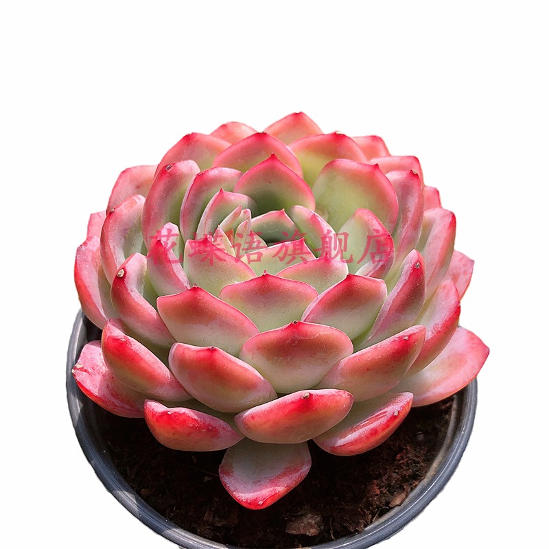 莎莎女王果冻色超大群果冻色群生多肉多肉植物花卉办公室,淘宝优惠券,粉丝福利购,淘宝优惠卷