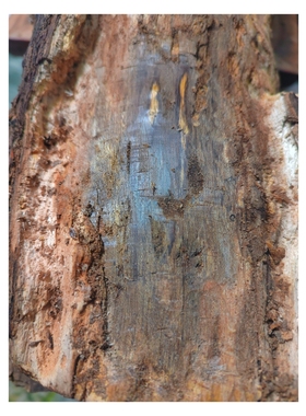 老海南沉香昆仑梅格12.37公斤老树盘根摆件，沉香特征明显铁沉