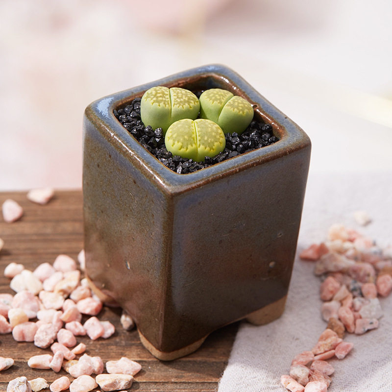 超萌多肉绿福来生石花植物花卉室内盆栽裸根不带土屁屁花pp