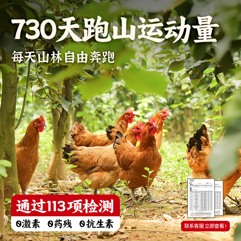 老母鸡土鸡农家散养走地鸡肉新鲜笨鸡草鸡溜达鸡农村土鸡柴鸡整只,淘宝优惠券,粉丝福利购,淘宝优惠卷