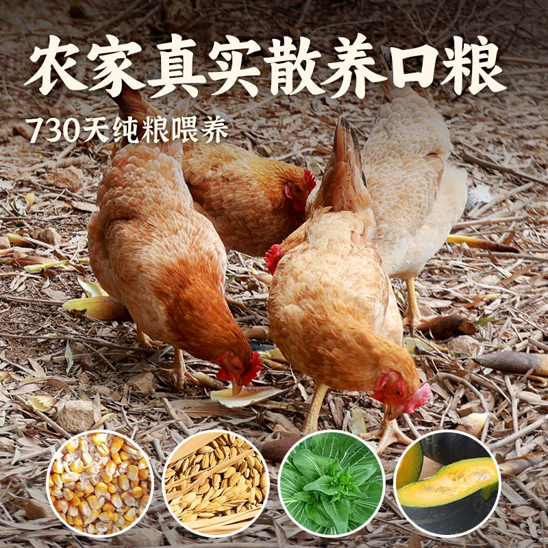 老母鸡土鸡农家散养走地鸡肉新鲜笨鸡草鸡溜达鸡农村土鸡柴鸡整只,淘宝优惠券,粉丝福利购,淘宝优惠卷