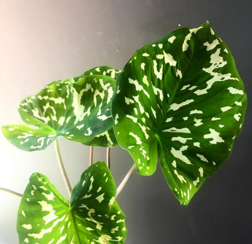 希洛美人稀有植物彩叶芋牛奶合果芋泰国热带雨林异彩植物耐热绿植 - 图0