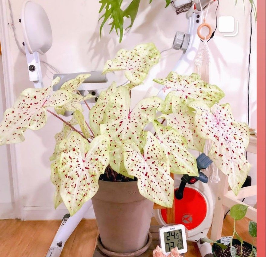 彩叶芋马菲特淑女粉色飞溅辐射泡泡海王粉斑阳台五彩海芋植物盆栽,淘宝优惠券,粉丝福利购,淘宝优惠卷