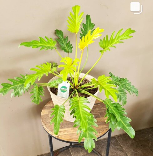 黄金小天使网红黄金春羽蔓绿绒四季观叶盆栽室内阳台水培绿植盆栽 - 图2