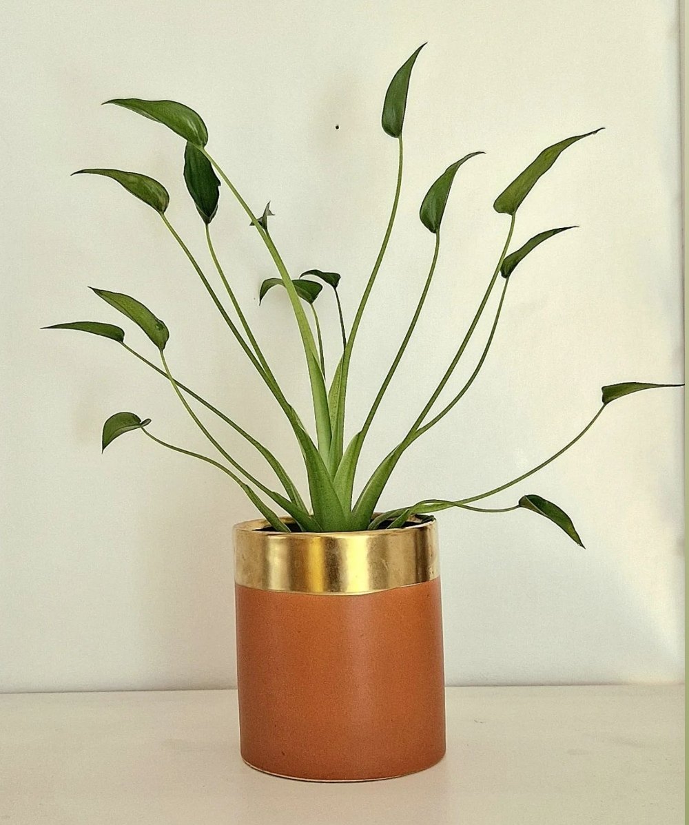 新品种好看 小舞者千手观音海芋ins好养网红同款阳台热植盆栽,淘宝优惠券,粉丝福利购,淘宝优惠卷