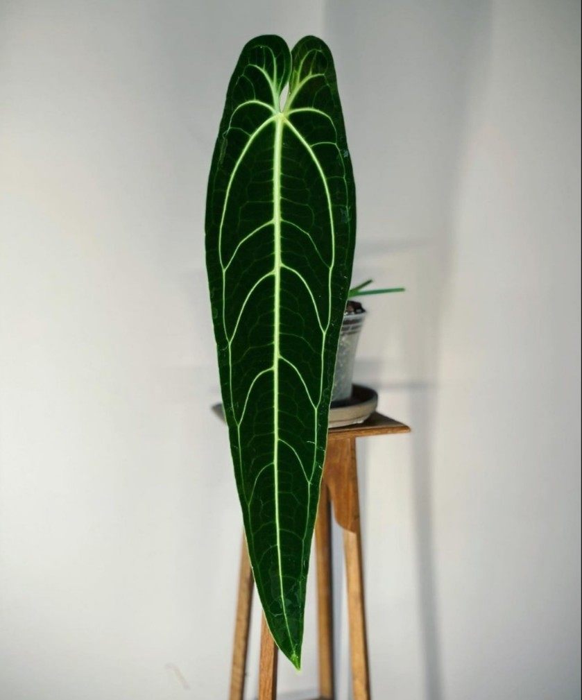 ins网红绿植火鹤后水晶花烛Anthurium Warocqueanum室内阳台绿植,淘宝优惠券,粉丝福利购,淘宝优惠卷