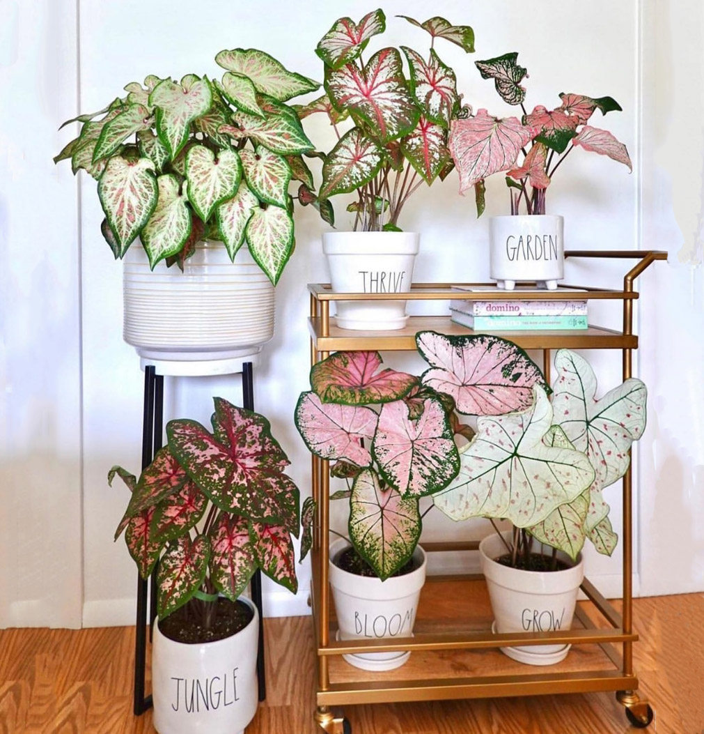 甜心希索连衣裙胡椒薄荷粉色泡沫盆栽彩叶芋五彩芋夏季好养植物,淘宝优惠券,粉丝福利购,淘宝优惠卷