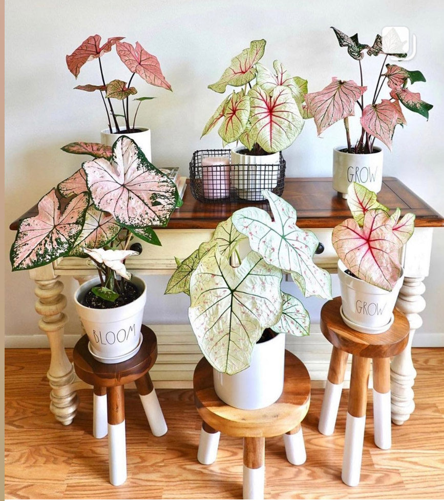 甜心希索连衣裙胡椒薄荷粉色泡沫盆栽彩叶芋五彩芋夏季好养植物,淘宝优惠券,粉丝福利购,淘宝优惠卷