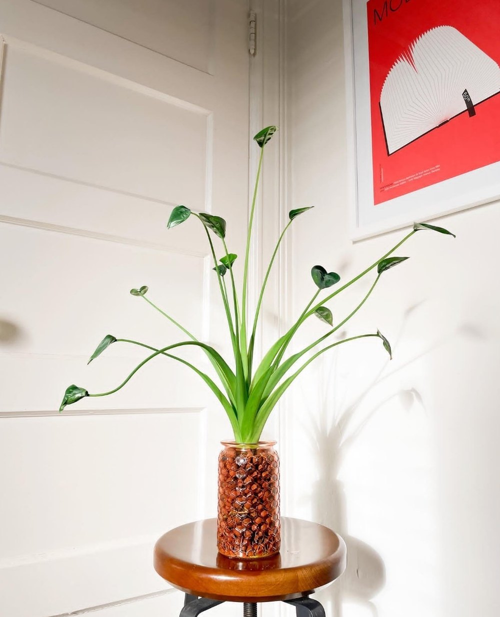 新品种好看 小舞者千手观音海芋ins好养网红同款阳台热植盆栽,淘宝优惠券,粉丝福利购,淘宝优惠卷