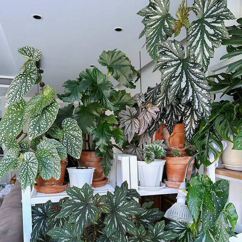 乌头杂秋海棠盆栽绿植竹节彩叶芋海芋鲜花海棠花卉水培观叶植物,淘宝优惠券,粉丝福利购,淘宝优惠卷