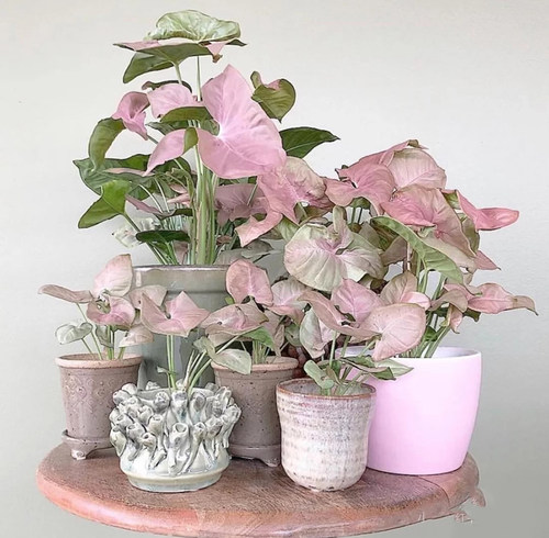 红粉恋人佳人合果芋四季好养彩叶芋绿精灵粉蝴蝶霓虹合果芋盆栽 - 图0