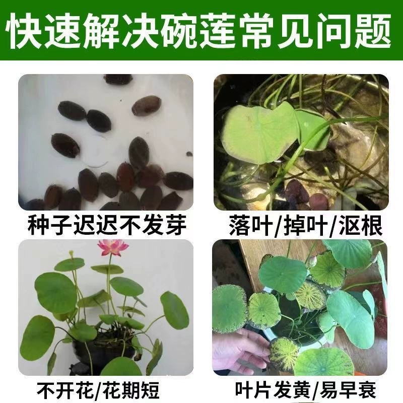 水生水栽绿萝水养花睡莲碗莲专用水培植物营养液通用型免稀释肥料 - 图1