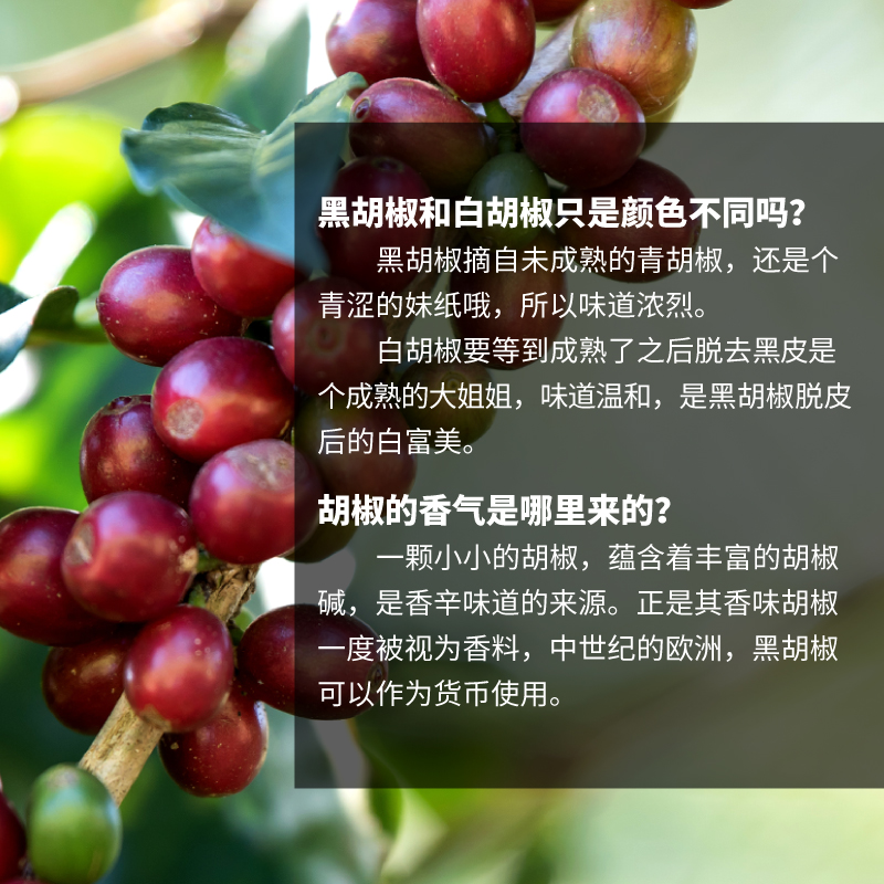 黑白胡椒粉2瓶家用黑胡椒白胡椒厨房香料牛排烤肉胡椒粒