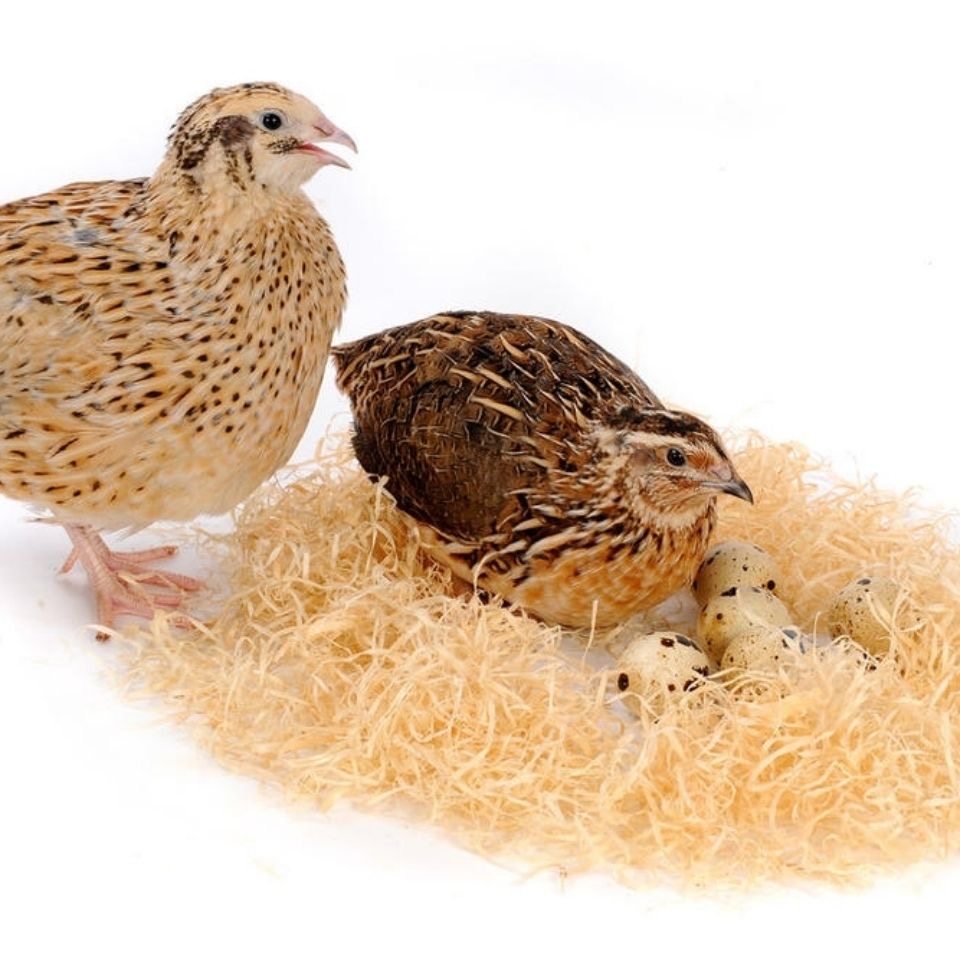 鹌鹑活鸟天天下蛋青年黄羽鹌鹑种鸡下蛋繁殖活物阳台宠物包邮包活,淘宝优惠券,粉丝福利购,淘宝优惠卷