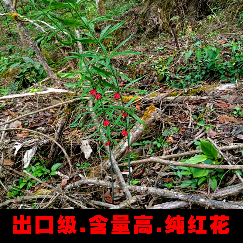 侗家精品黄精红花滇黄精制中药材养生滋补可泡茶泡酒煲汤500g包邮,淘宝优惠券,粉丝福利购,淘宝优惠卷