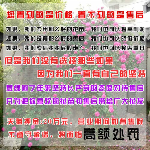 四季开月季花苗特大花蔷薇大苗浓香型庭院阳台爬藤攀援植物欧月 - 图2