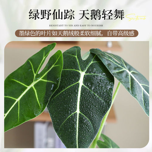 绿天鹅绒海芋盆栽办公室客厅净化空气小绿植大叶花卉北欧ins风格 - 图3