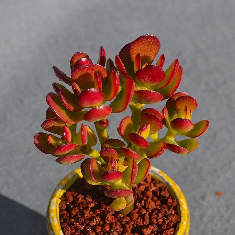 姬月红叶玉树老桩多肉植物盆栽红花 姬红花月红叶玉树老桩多肉植物盆栽群生多 花姝寒旗舰店 淘优券