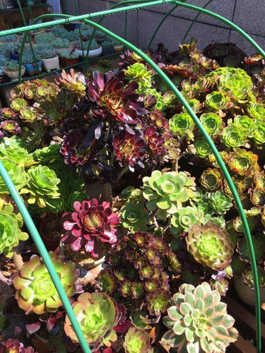 法师多肉植物花卉批发大株大颗老桩黑头大型老桩稀有花卉盆栽 - 图2