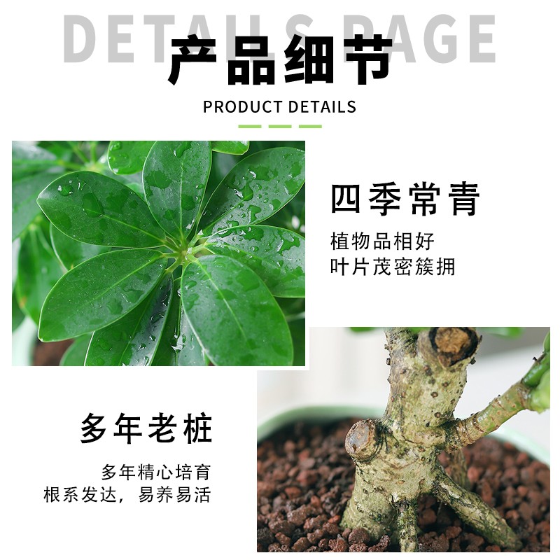 七叶莲盆栽生肖虎植物四季绿植室内客厅老桩盆景招财鸭脚木吸甲醛