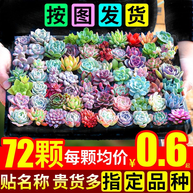 多肉植物套餐含带盆肉肉组合室内小盆栽精品玉露大颗好养花卉绿植,淘宝优惠券,粉丝福利购,淘宝优惠卷