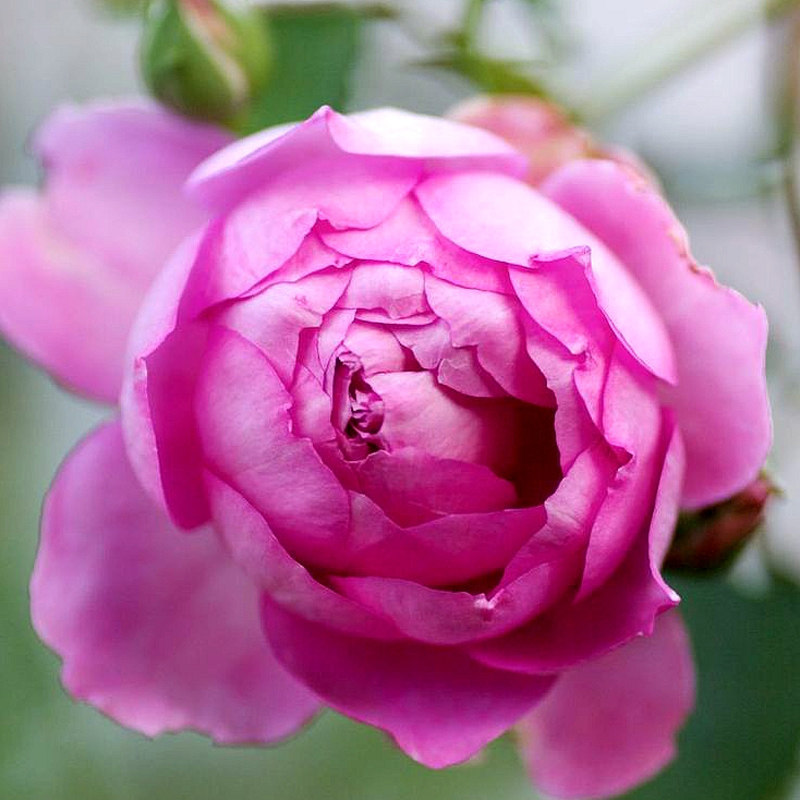 小亦花园 【菲尔柴尔德/菲尔先生】灌木多季月季花苗盆栽m333.