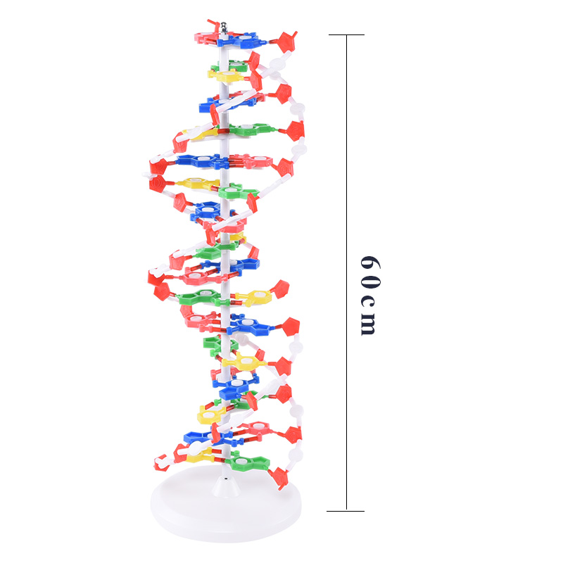 J33306 DNA双螺旋结构模组件60cm大号带底座高中碱基对遗传基因生物科学教学仪器器材直径20cm - 图2