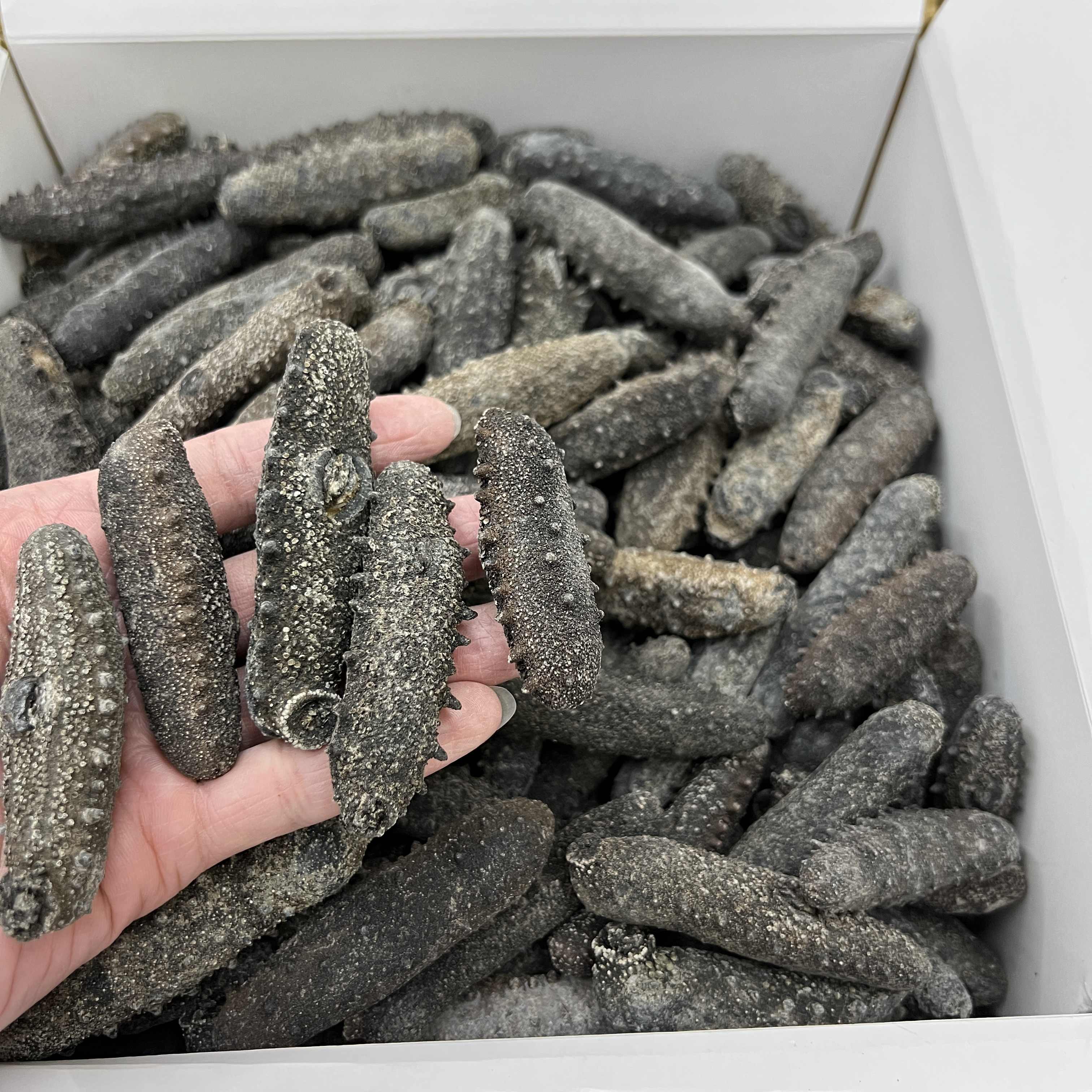 円 最新な 北海道産純淡干海参お試し50g入各サイズ特a級品 50g入lサイズ特a級品