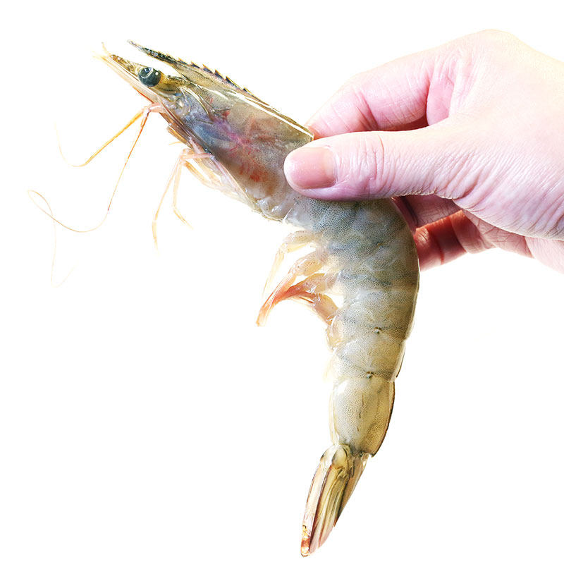 渔公码头盐冻海捕大虾渤海湾大虾新鲜活冻对虾无冰大连海鲜水产,淘宝优惠券,粉丝福利购,淘宝优惠卷