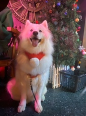 Шарф 宠物围巾大型犬毛线保暖围脖狗狗围巾金毛杜宾秋冬装围脖