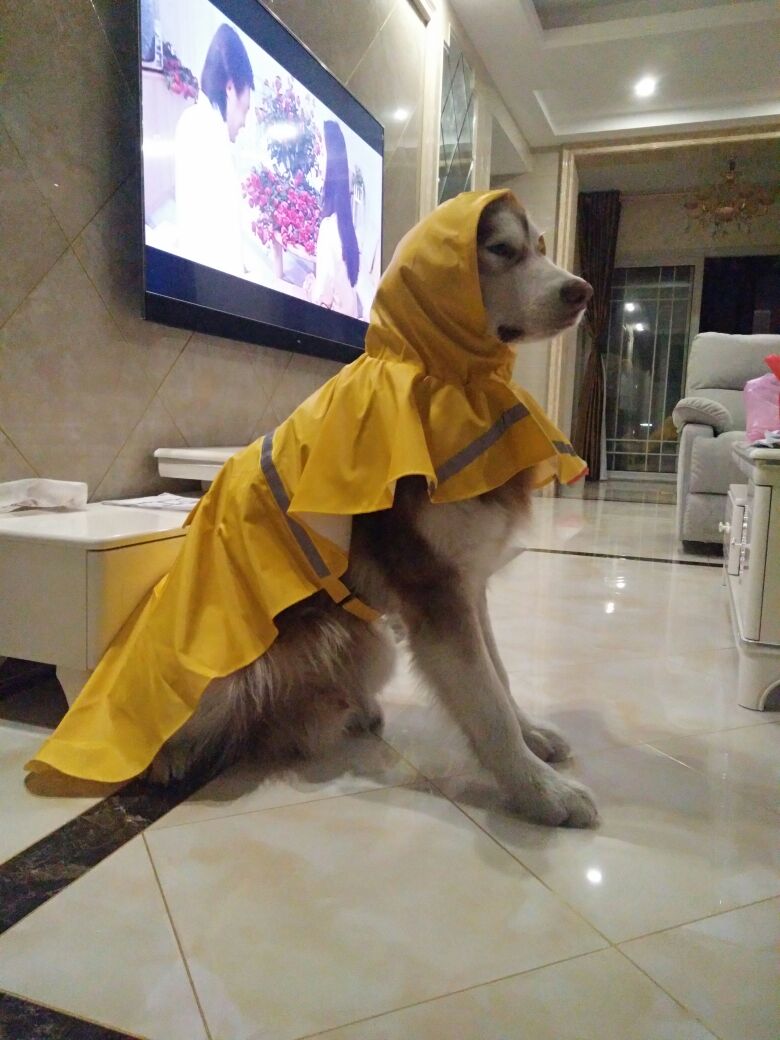 大型犬雨衣狗狗宠物雨披巨型犬大丹犬阿拉斯加金毛雨衣防水定制-图3