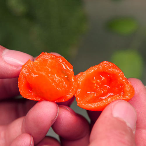 千禧圣女果种子种籽孑矮生樱桃小番茄西红柿苗秧四季盆栽蔬菜果苗 - 图2