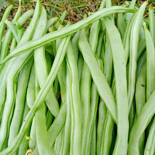 芸豆种子豆角种籽四季豆扁豆冬天秋冬季秋后种的蔬菜孑籽种菜种籽 - 图1
