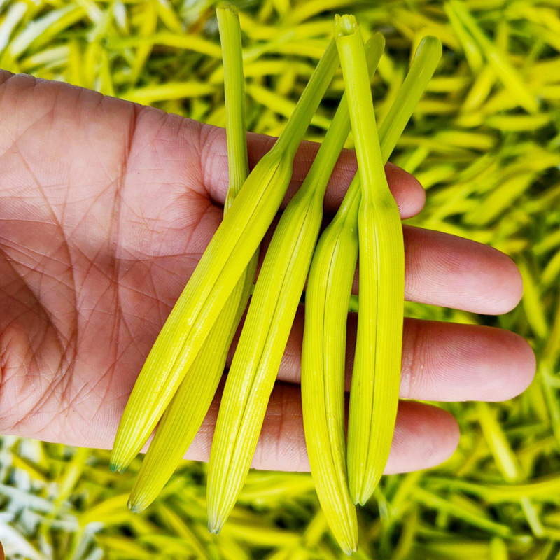 黄花菜种子种籽孑金针菜种子春季菜种籽根苗籽种四季蔬菜菜籽食用-图1