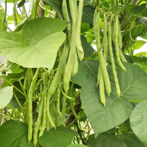 芸豆种子豆角种籽四季豆扁豆冬天秋冬季秋后种的蔬菜孑籽种菜种籽 - 图2