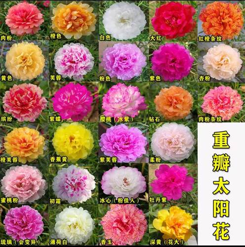 重瓣太阳花苗多色带根混色马齿笕带苞发货室内外阳台庭院盆栽植物 - 图0