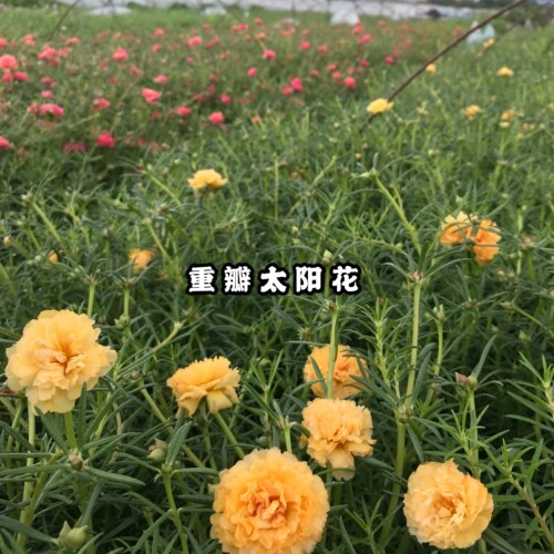 重瓣太阳花苗多色带根混色马齿笕带苞发货室内外阳台庭院盆栽植物 - 图3
