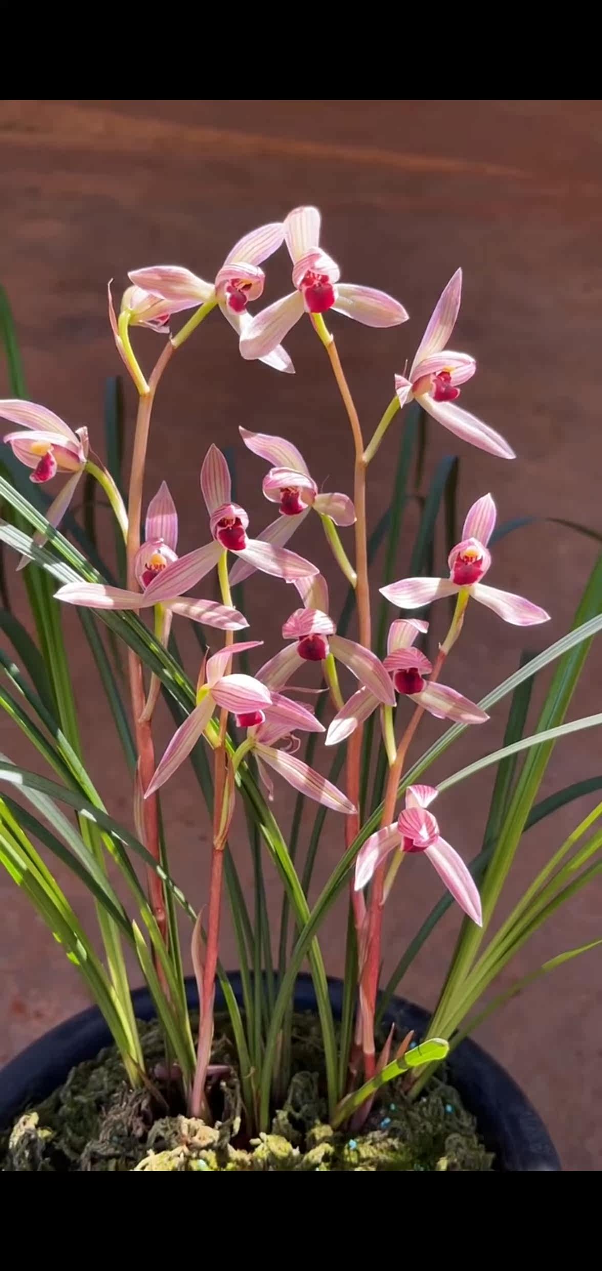 包邮当年开花名品花卉 莲瓣兰烈焰红唇 浓香客厅阳台庭院庭院绿植