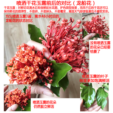 干花玉露干花花束鲜花真花家居摆件DIY干花通用改善易碎保护颜色