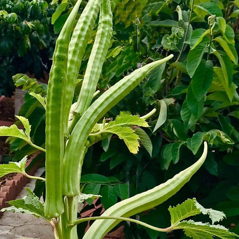 羊角秋葵种子 四季播 高发芽率 新手易种 阳台盆栽露天食用秋葵籽,淘宝优惠券,粉丝福利购,淘宝优惠卷