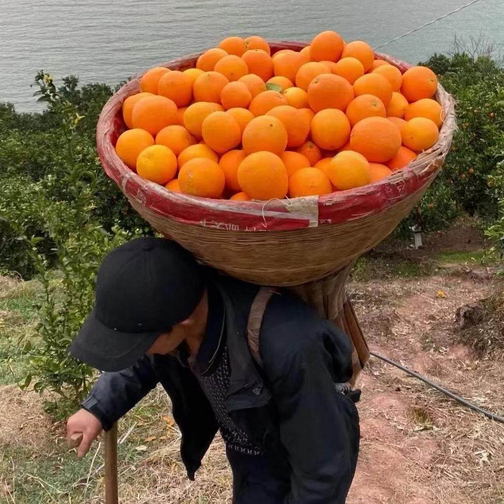 清江纽荷尔九斤大果包邮长虹圆红秭归脐橙新鲜水果橙子甜柑橘,淘宝优惠券,粉丝福利购,淘宝优惠卷