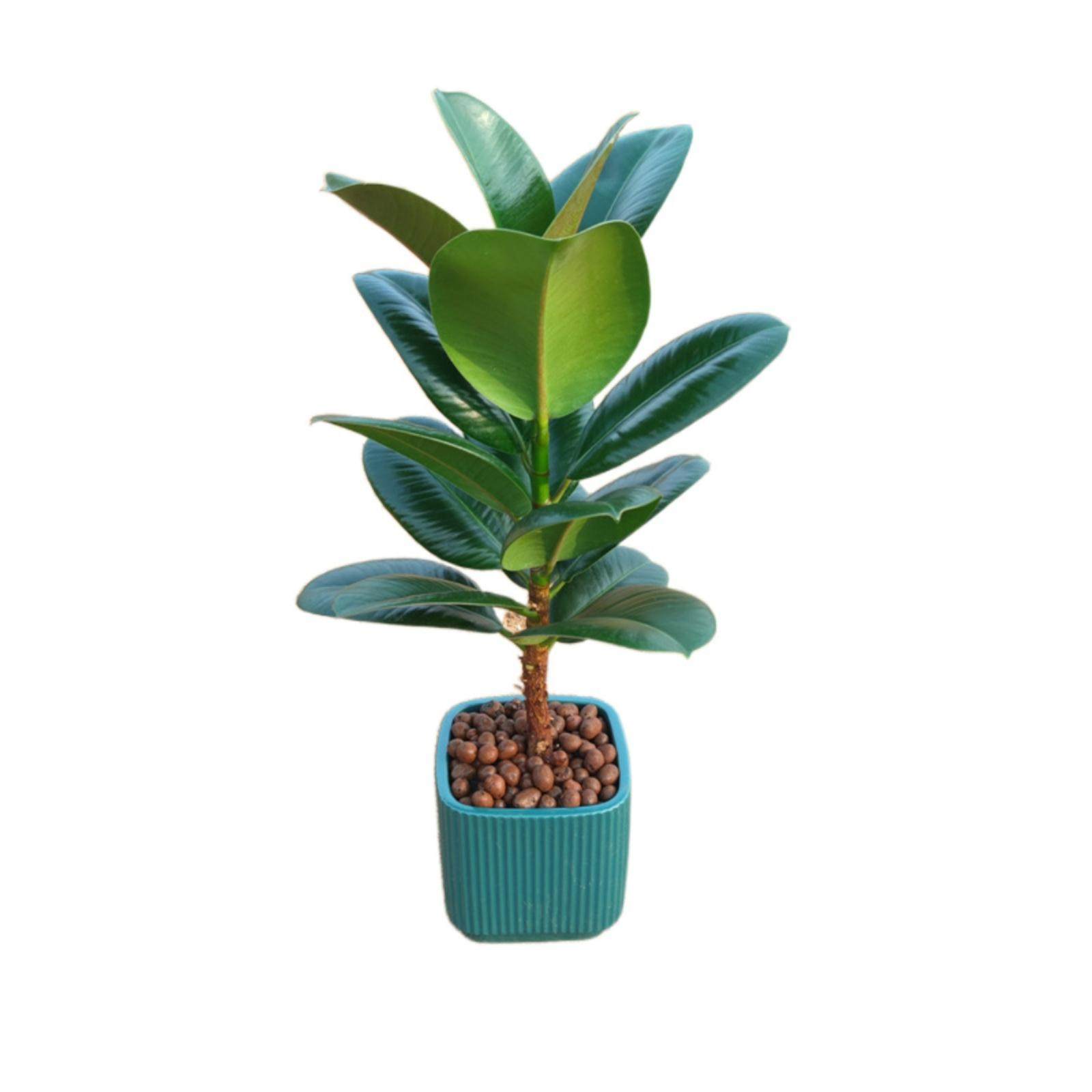 坦尼克黑绿花叶祛斑小姐圆叶金刚橡皮树苗大盆栽绿植室内客厅阳台,淘宝优惠券,粉丝福利购,淘宝优惠卷