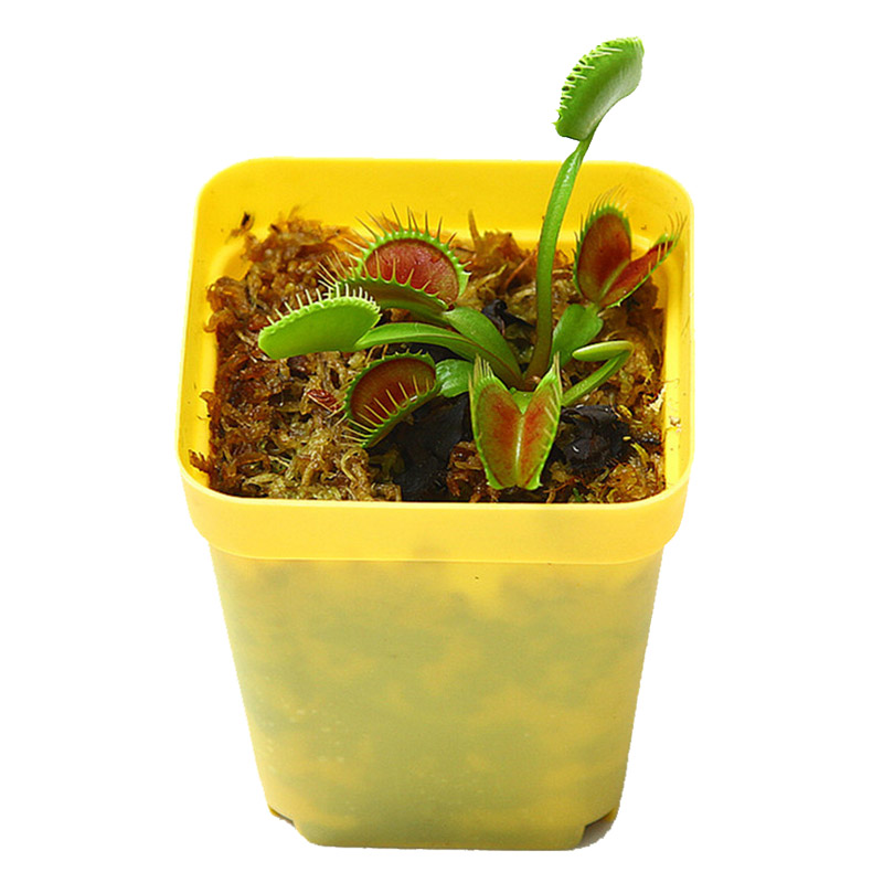 食虫植物捕蝇草巨夹盆栽苗驱蚊香草食虫草植物室内桌面多肉植物 卓天园艺旗舰店 淘优券 食虫植物捕蝇草巨夹盆栽苗驱蚊香草食虫草植物室内桌面多肉植物 卓天园艺旗舰店 淘优券