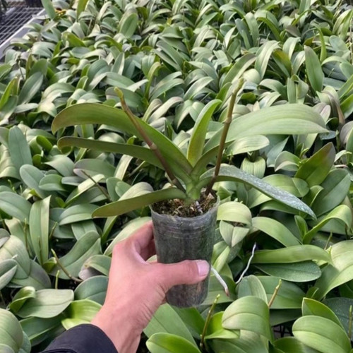 蝴蝶兰带花苞花剑大苗兰花盆栽绿植物室内客厅好成活开花植物 - 图0