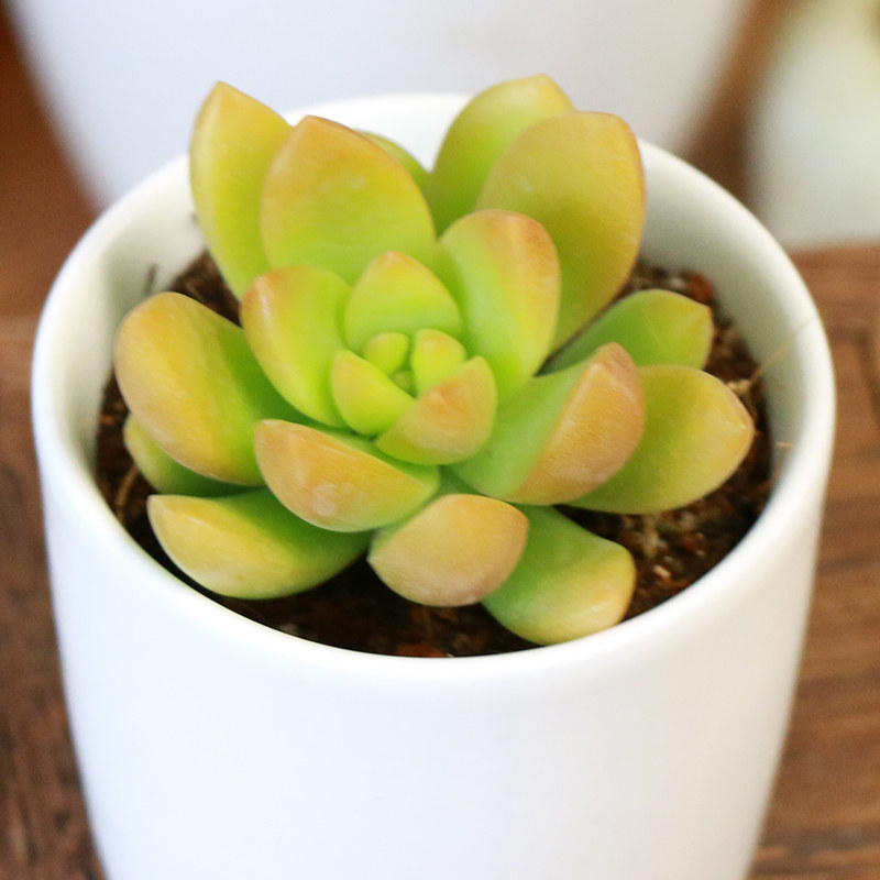 晚霞之舞多肉植物 大号厚粉雪莲多肉植物 复古微型多肉植物组合