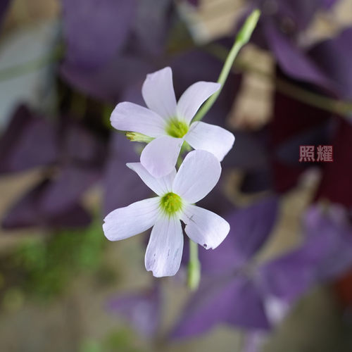 紫叶酢浆草三叶幸运草红花盆栽花卉蝴蝶花室内带原土 - 图0