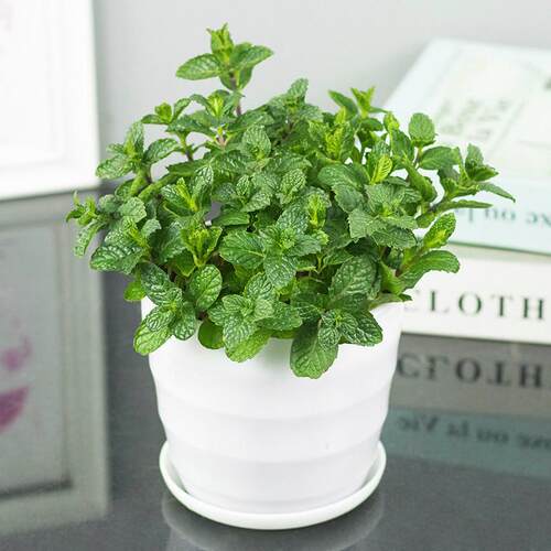 薄荷盆栽可食用室内水培植物驱蚊水养办公室新鲜花卉绿植四季好养 - 图3