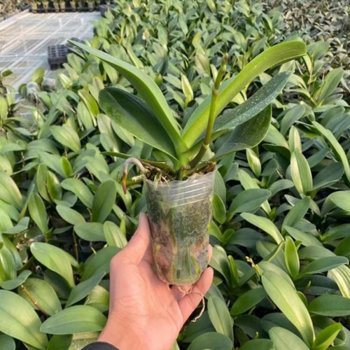 蝴蝶兰带花苞花剑大苗兰花盆栽绿植物室内客厅好成活开花植物 - 图2